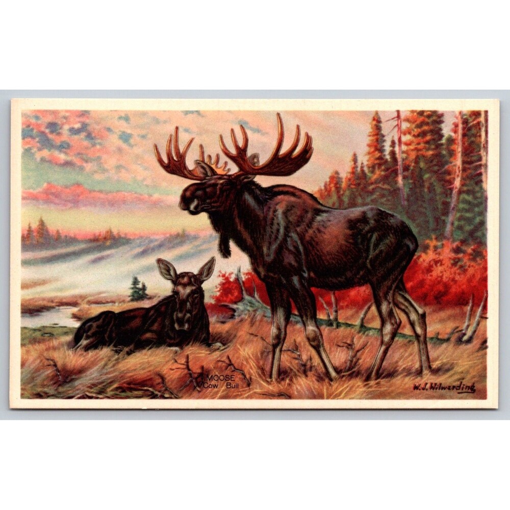 Vintage 1939 Moose Postcard W.J. Wilwerding National Wildlife Publishing Corp NY